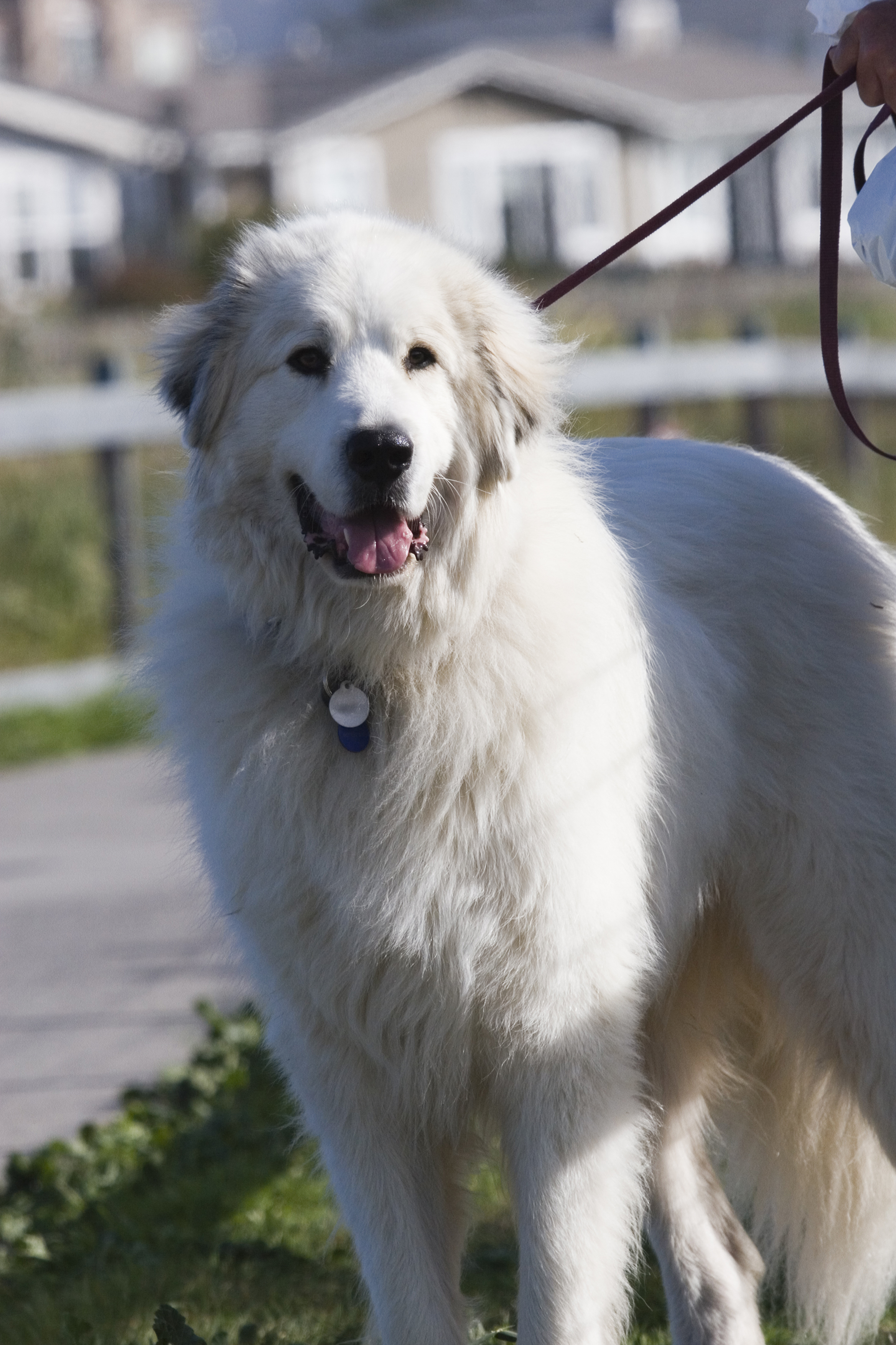 Great pyrenees best sale full size