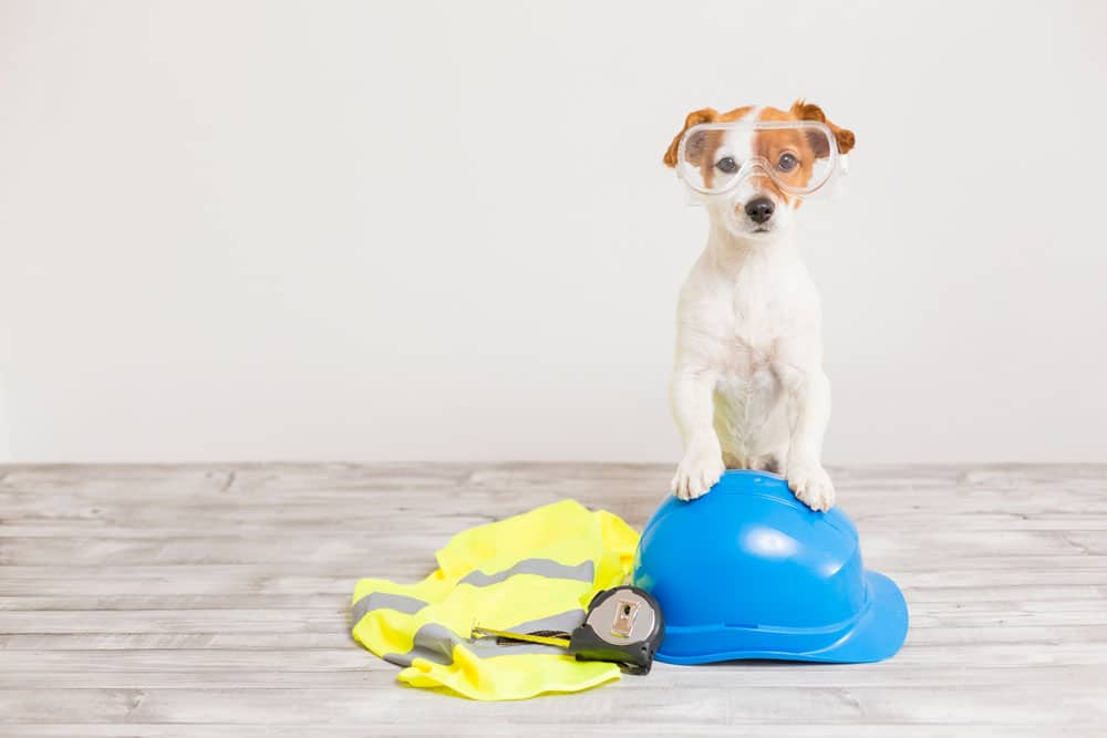 construction-dog
