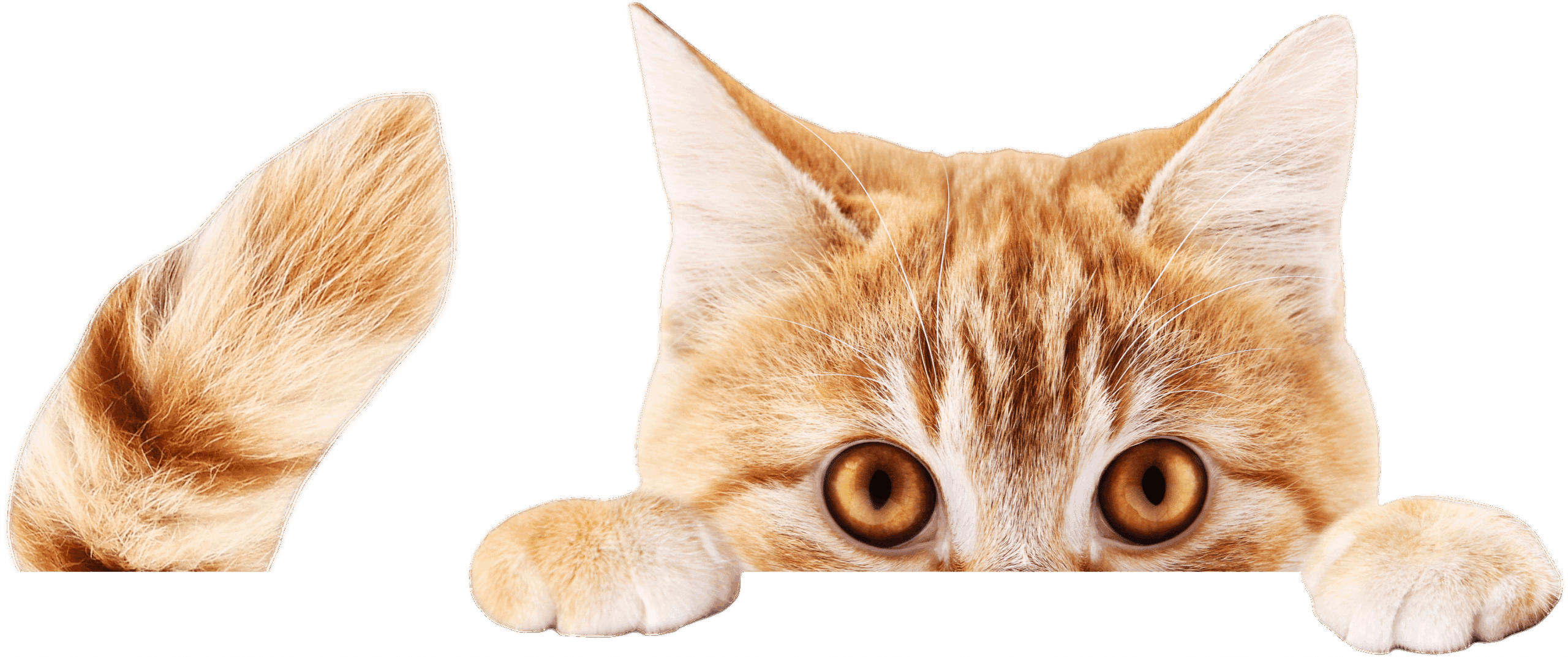 CatPeeking