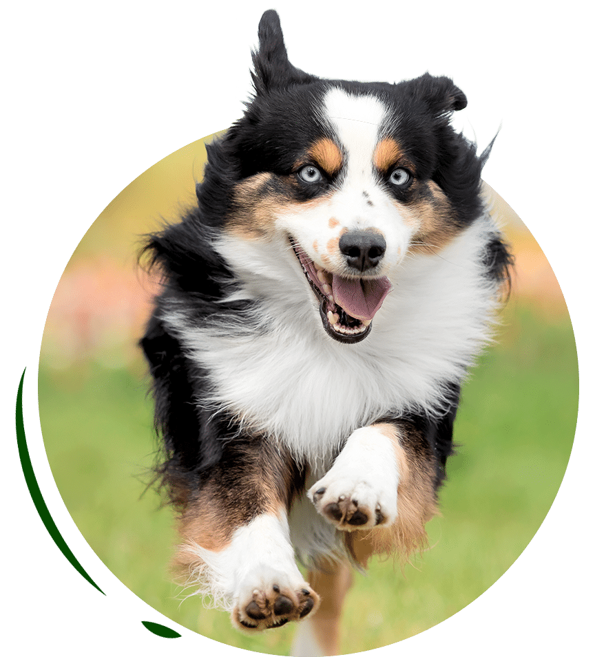 athletic-dog