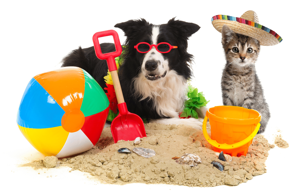 dog-and-cat-on-vacation dog-and-cat-on-vacation