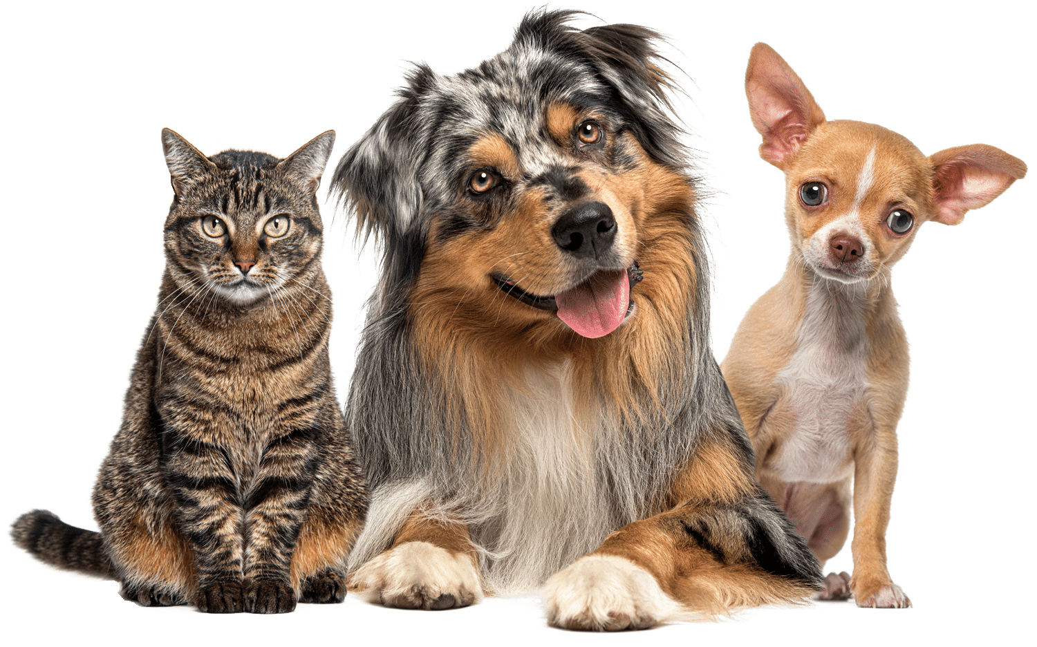 dog-and-cat
