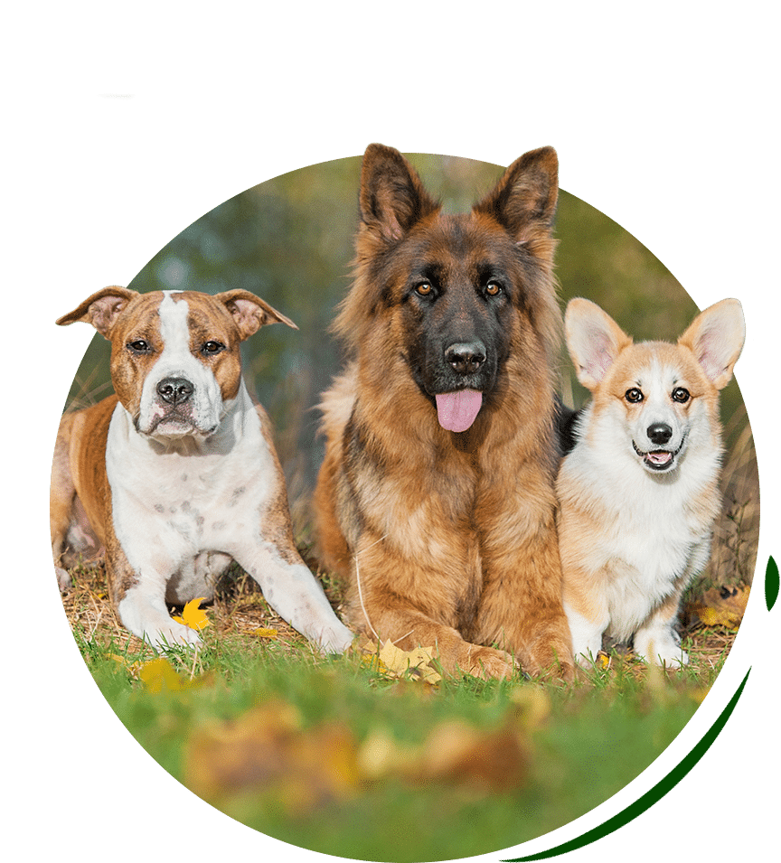 dog-family