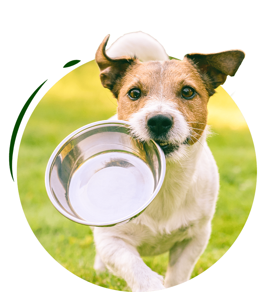 dog-with-food-bowl