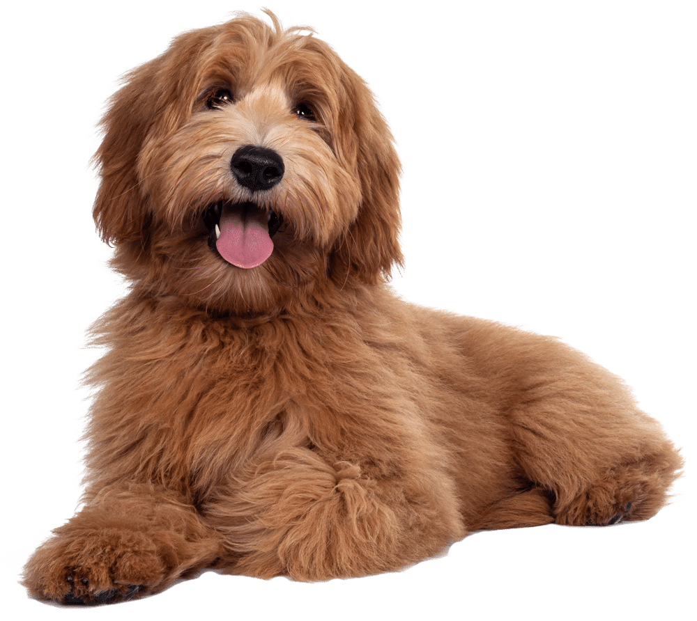 fluffy-dog