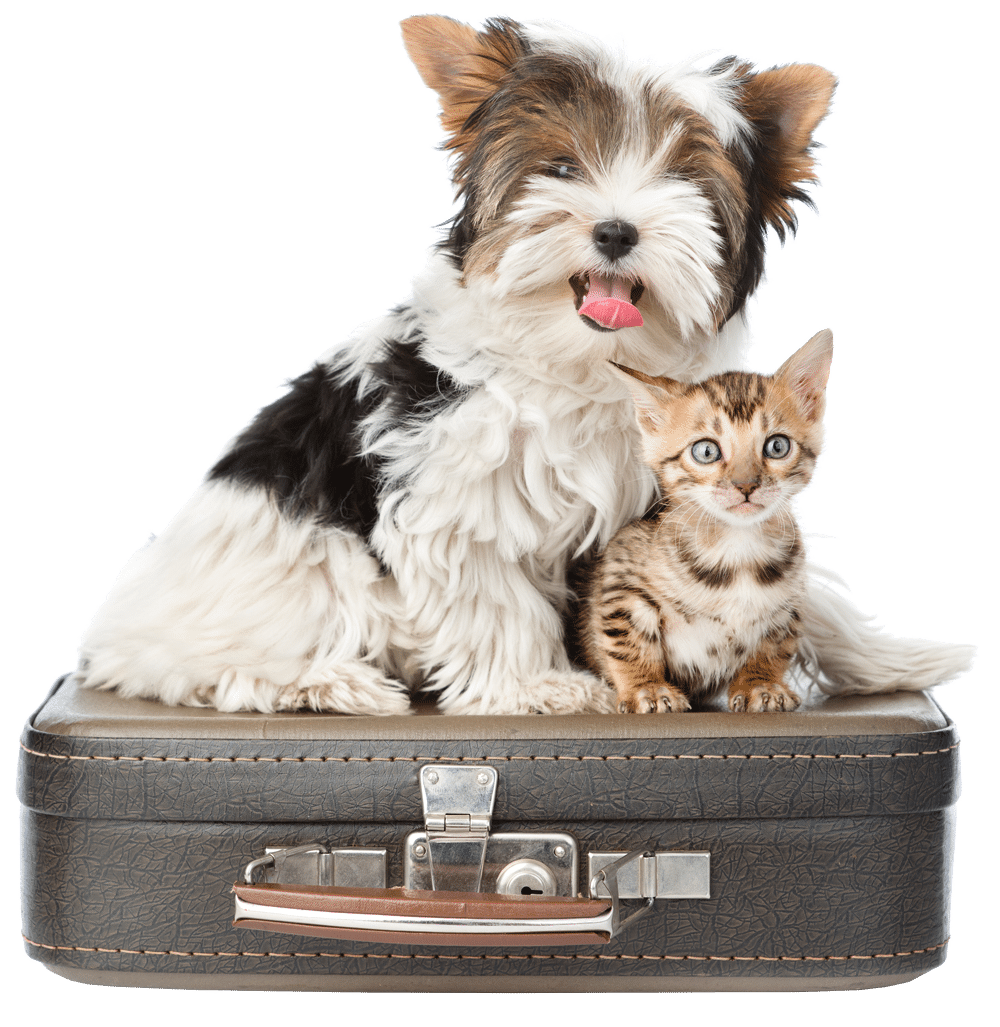 pet-vacation pet-vacation