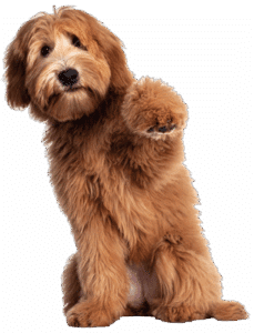 Labradoodle waving